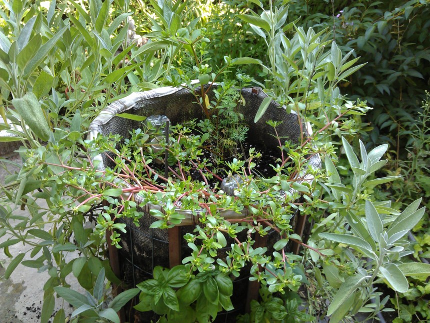 herb farm bucket
