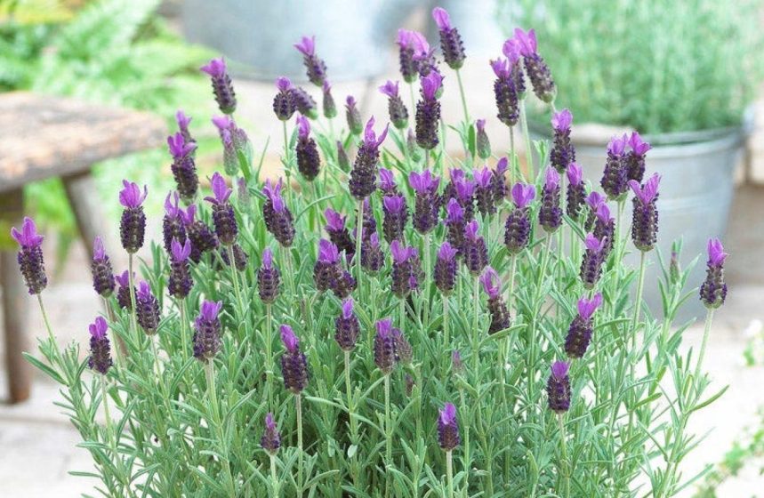 cropped-lavandula-stoechas-anouk-lavender-pot_1.jpg